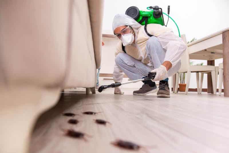 ابادة حشرات بالمدينة المنورة