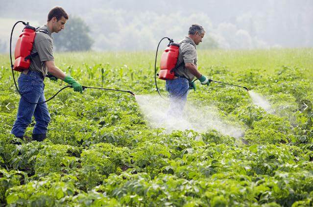 مكافحة الافات بالمدينة المنورة
