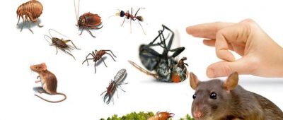 شركة مكافحة حشرات بالطائف