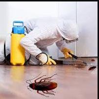 شركة مكافحة الصراصير بمكة