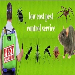 شركة ابادة حشرات بالرياض