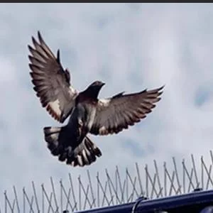 شركة مكافحة الحمام بمكة