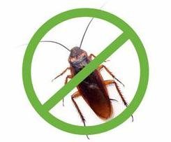 شركة مكافحة الصراصير بالمدينة