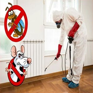 شركة مكافحة صراصير بجدة, شركة رش صراصير بجدة , شركة بخ صراصير بجدة